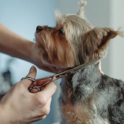 Groomer giving a small dog a haircut
